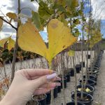 Ginko