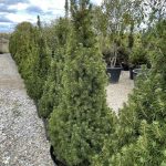 Picea glauca Conica