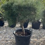 Pinus brepo (Kalemljeni bor)