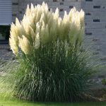 Pampas trava 1,00m