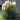 pampas-trava-pampas-trava-5e5423f0961c4