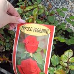 Ruza polijanta