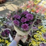 Chrysanthemun mix