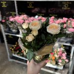 Rosa kordana