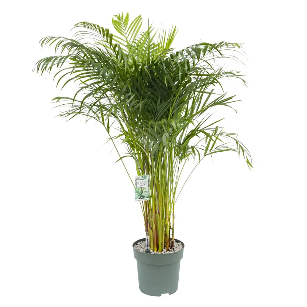 150-160cm-dypsis-lutescens-27cm-hydro-pot-338480
