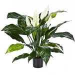 Spatafilum