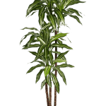 Philodendron