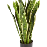 Sanseveria