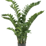 Zamia