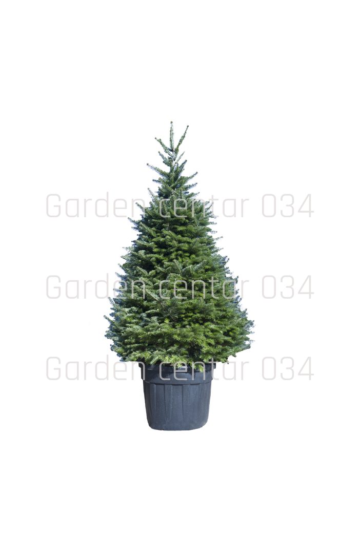 Abiens normandiana