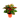 Aglaonema-red-800×800-1