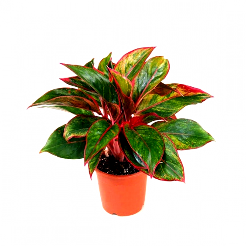 Aglaonema-red-800×800-1