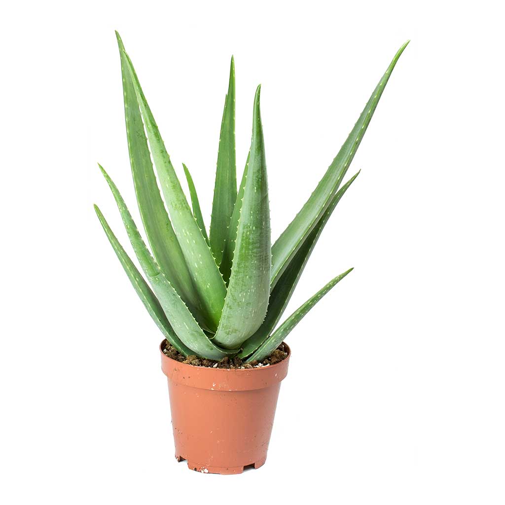 Aloe-vera-19x60cm-5000x