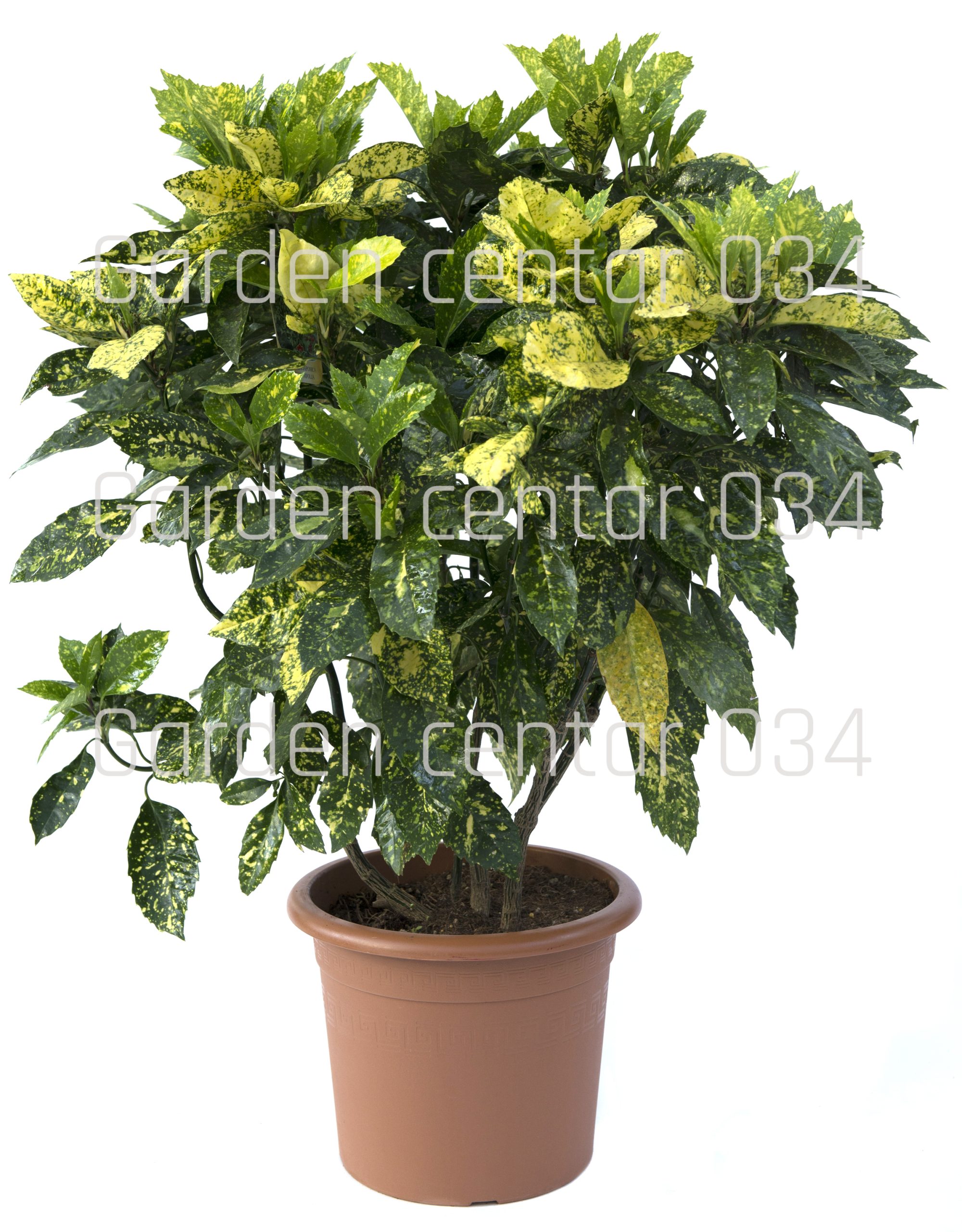 Aucuba-Jap.Crotonifolia-Gold-CLT-15-copia-AVX2206029(3)