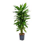 Dracena