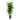 Dracaena-Cintho-Branched-Hydroculture-Indoor-Plant-5000x