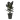 Ficus-elastica-Abidjan-Burgundy-Rubber-Plant-17x65cm-85918db8-ff67-4eba-8dc5-a644b8fe60a0-5000x