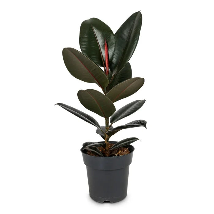 Ficus