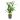 Howea-Kentia-Palm-Hydroculture-13-12x45cm-5000x