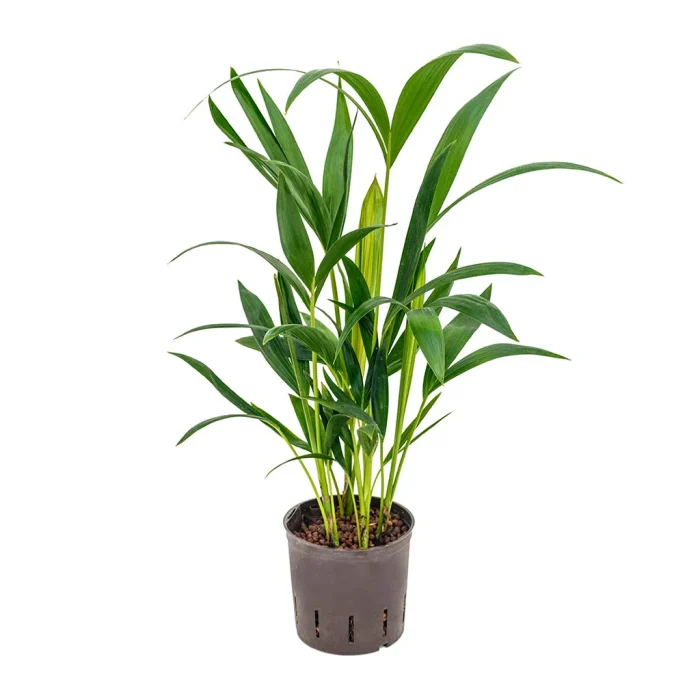 Kentia
