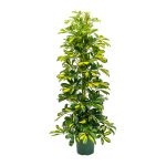 Schefflera