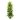 Schefflera-Gold-Capella-Dwarf-Umbrella-Tree-31x130cm-5000x