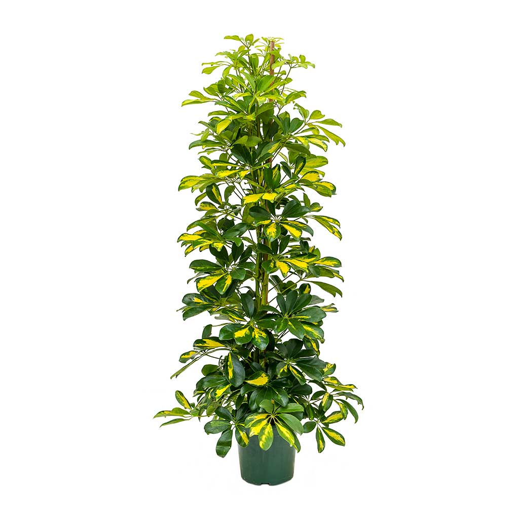 Schefflera-Gold-Capella-Dwarf-Umbrella-Tree-31x130cm-5000x