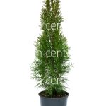 Thuja smaragd