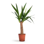Yucca