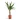 Yucca-elephantipes-Spineless-Yucca-14x60cm-5000x