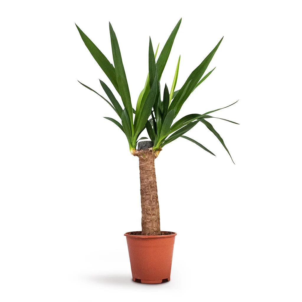 Yucca-elephantipes-Spineless-Yucca-14x60cm-5000x