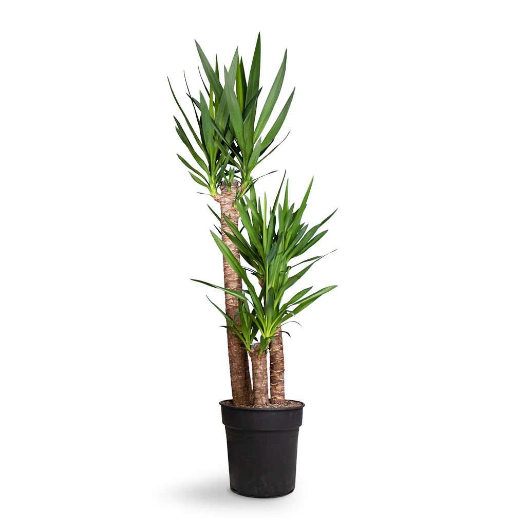 Yucca-elephantipes-Spineless-Yucca-27x140cm-3stems-5000x