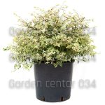 Abelia grandiflora