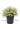 abelia-grandiflora-clt-10-copia-AVX2206002(2)