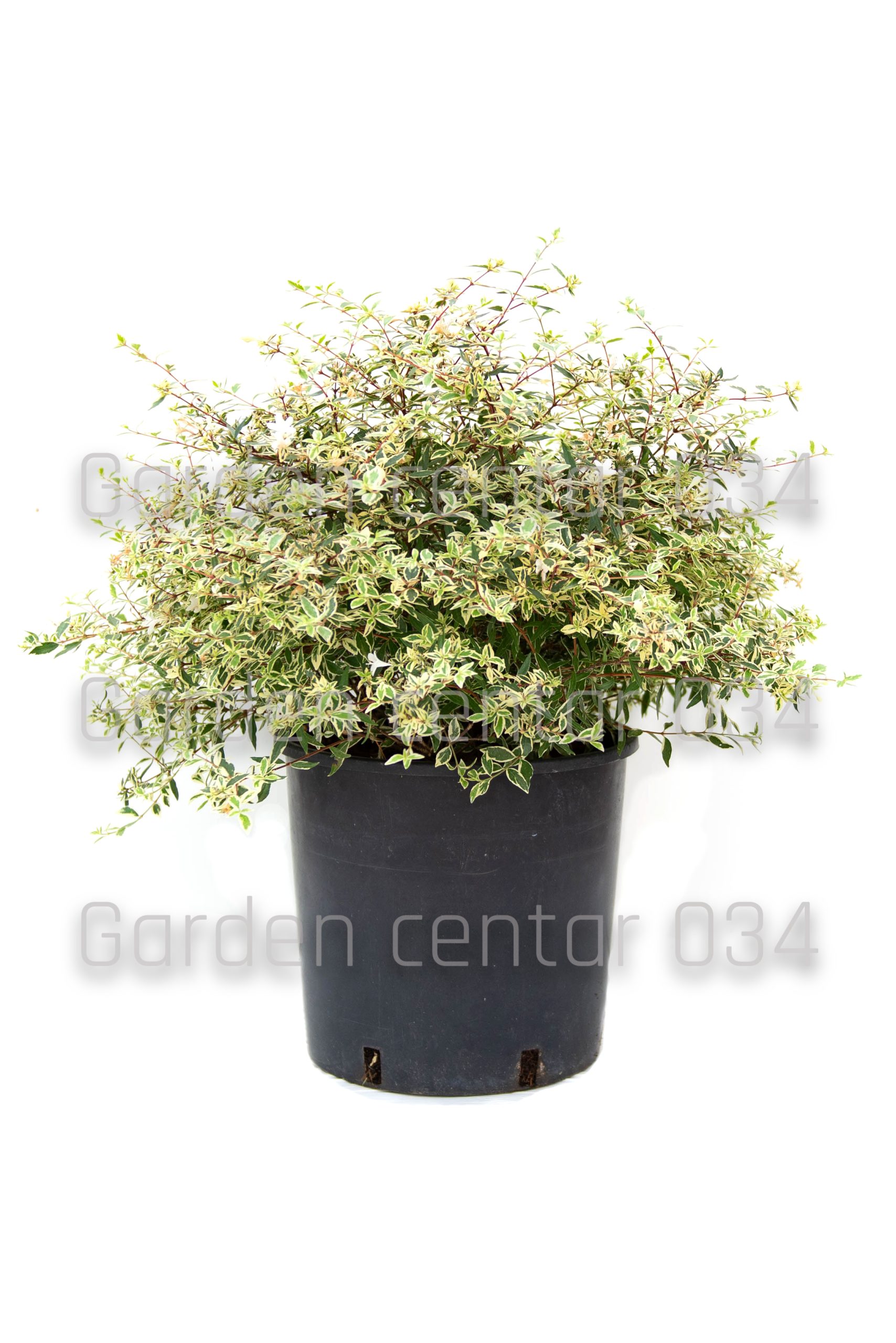abelia-grandiflora-clt-10-copia-AVX2206002(2)