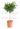 callistemon-splendens-lv9-mini-alberetto-copia-AVX2206070(1)