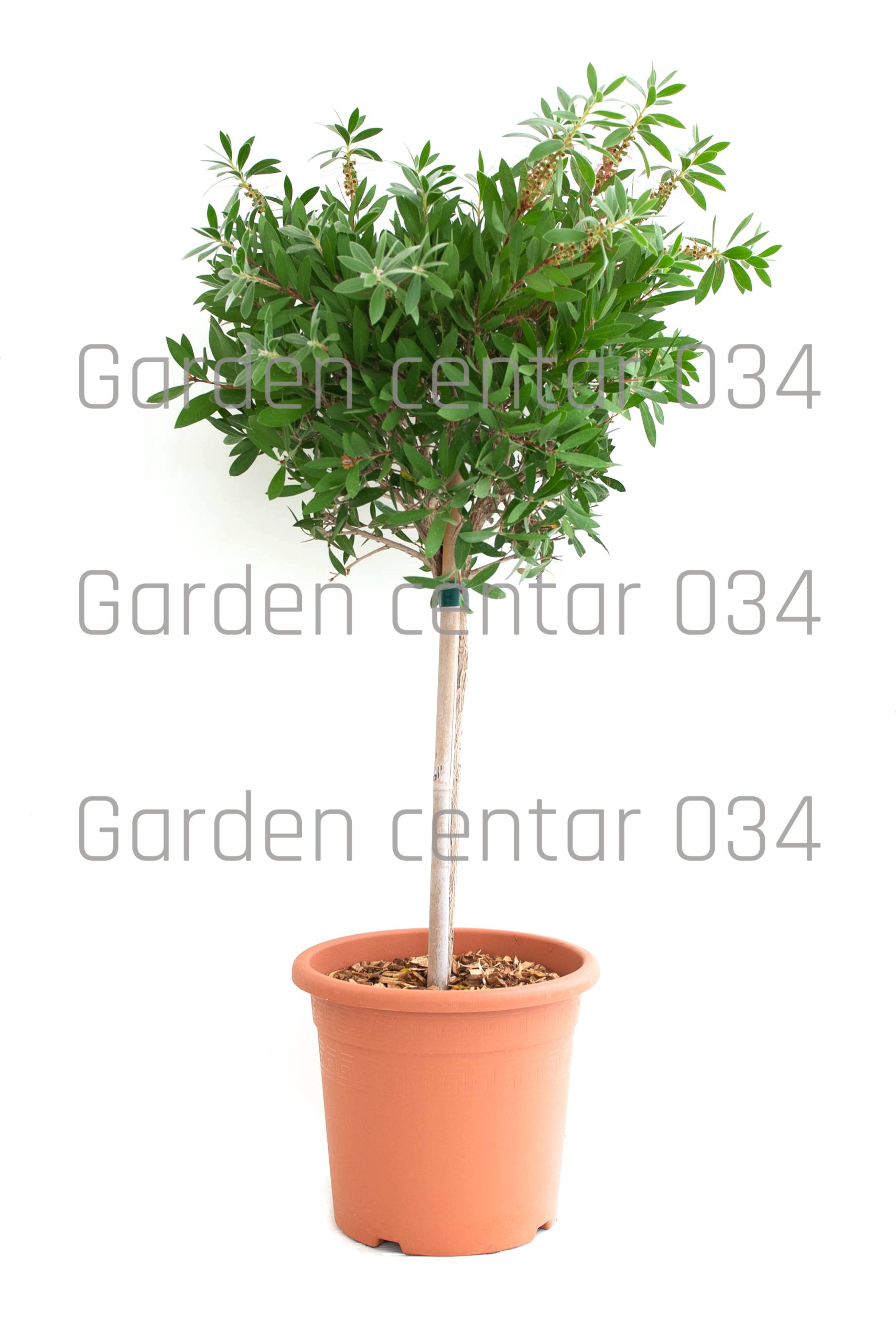 callistemon-splendens-lv9-mini-alberetto-copia-AVX2206070(1)