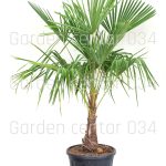 Chamaerops trachycarpus fortunei