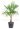chamaerops-trachicarpus-fortunei-clt-30-125-150-tr-30-40-2-2-copia-AVX2206093