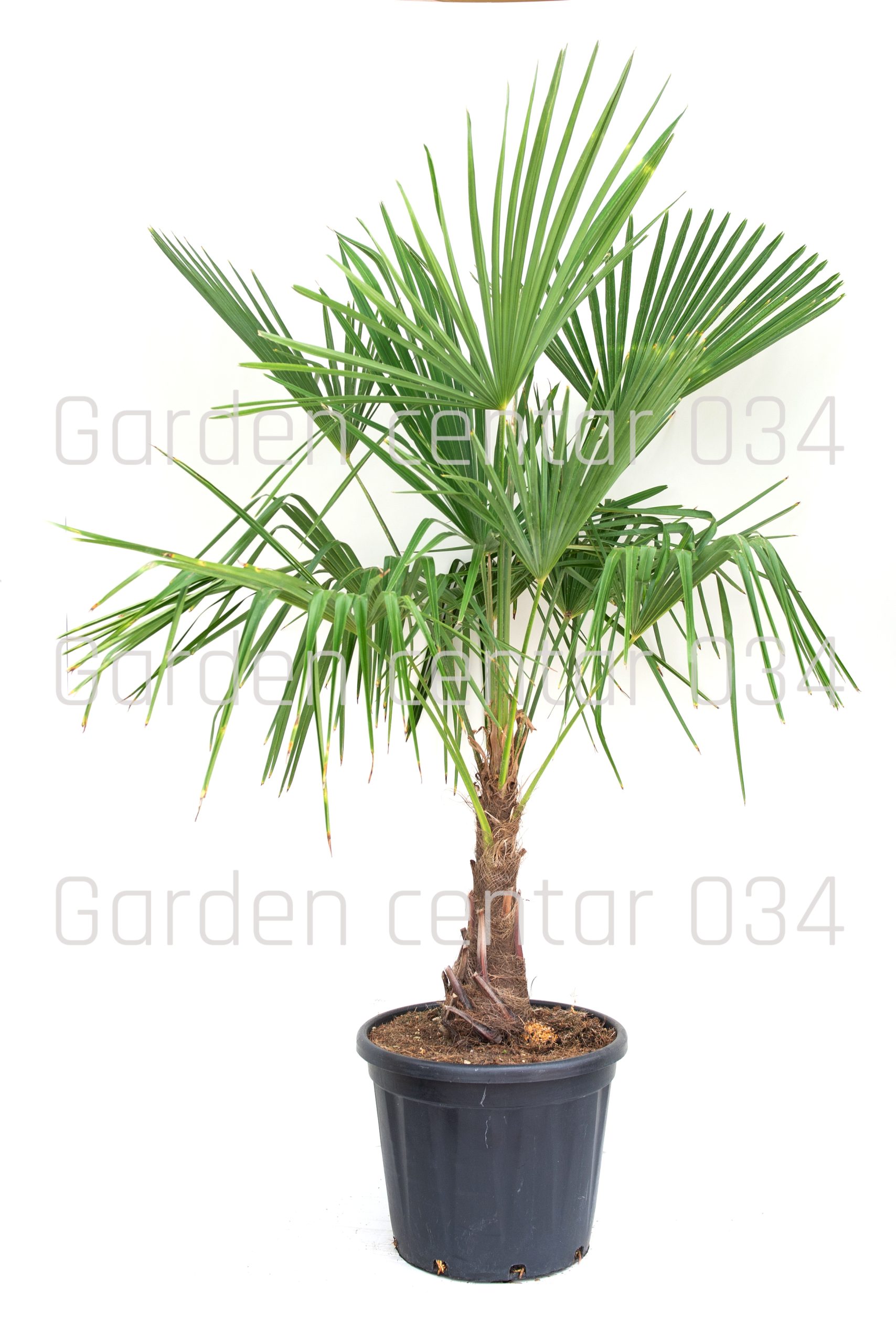 chamaerops-trachicarpus-fortunei-clt-30-125-150-tr-30-40-2-2-copia-AVX2206093