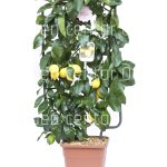 Citrus limonum spalierre