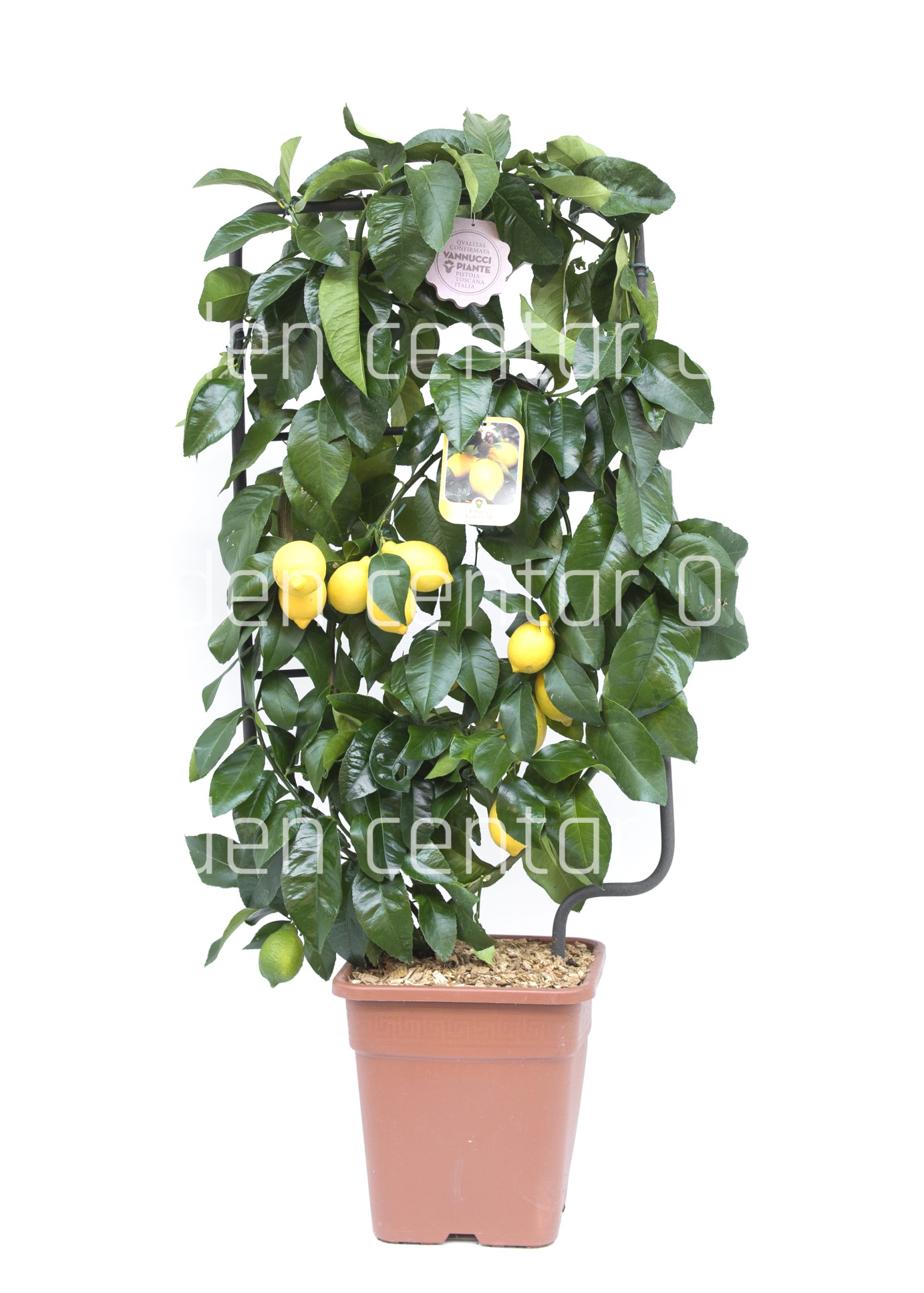 citrus-limonum-lvq-18-spalliera-copia-AVX2206107(1)