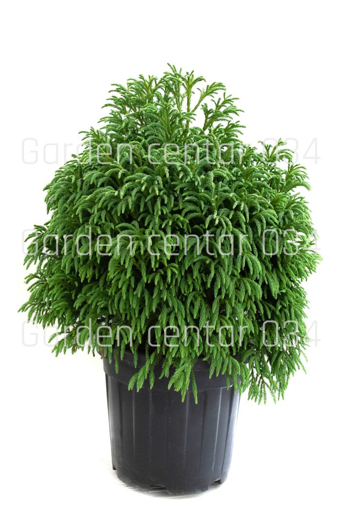 Cryptomeria japonica globosa nana
