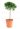 cryptomeria-japonica-globosa-nana-lv9-mini-alberetto-2-copia-AVX2206120(1)