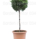 Cupressocuparis leylandi piramidalis