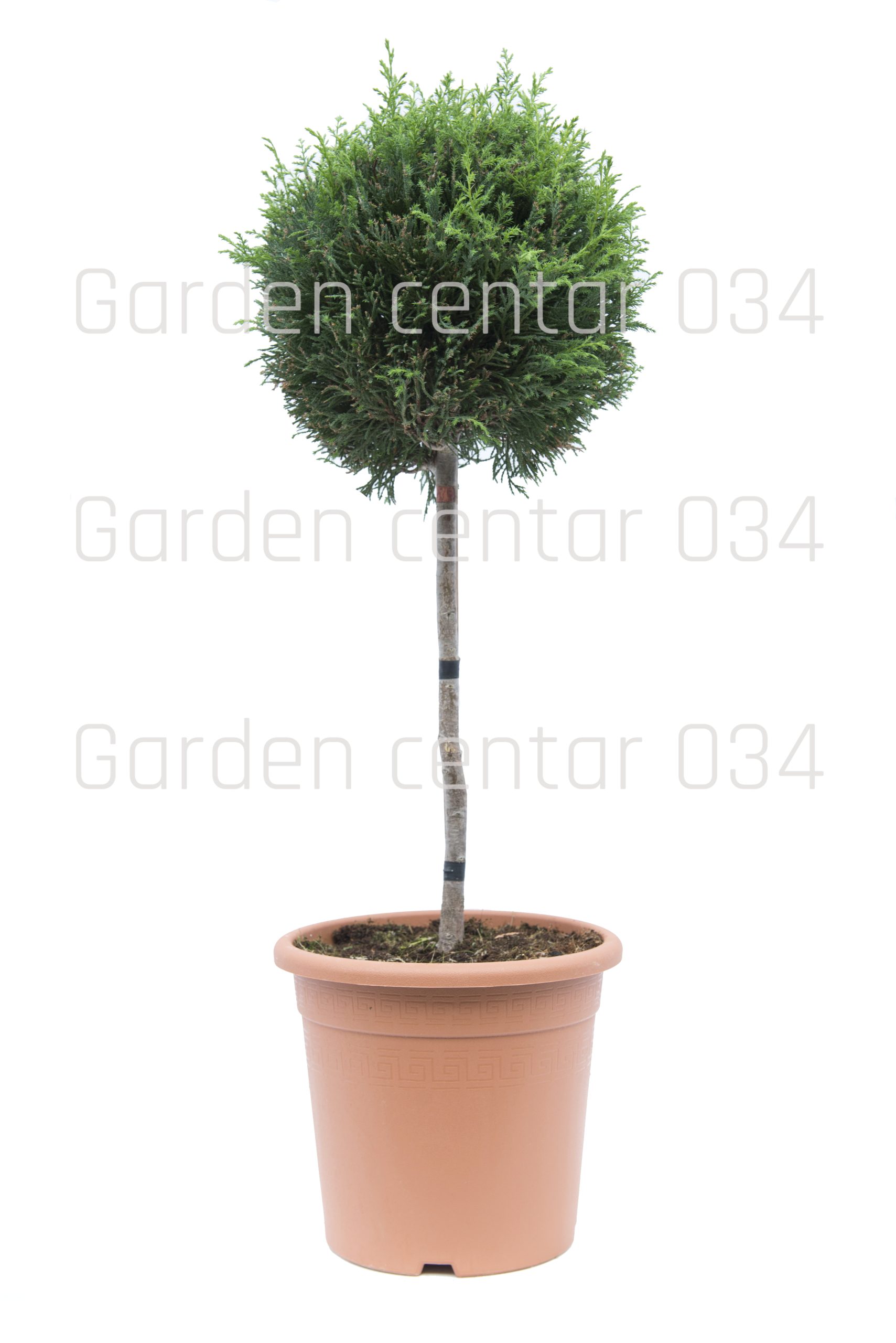 cupressocyparis-leilandii-pyramidalis-lv9-alberetto-copia-AVX2206123(1)