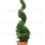 Cupressus leylandi gold spirale