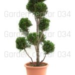 Cupressus leylandi gold pom pon