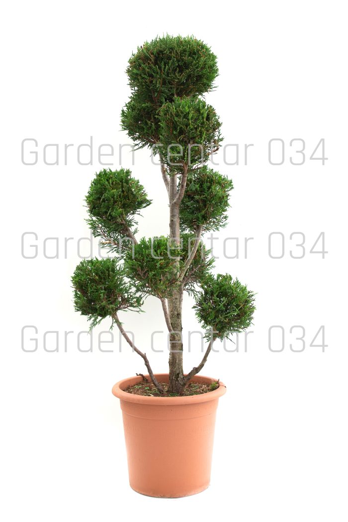 Cupressus leylandi gold pom pon