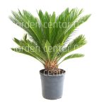Cycas revoluta